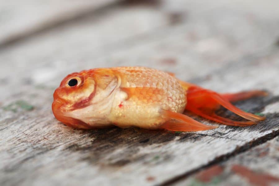 What to do when a fish has died