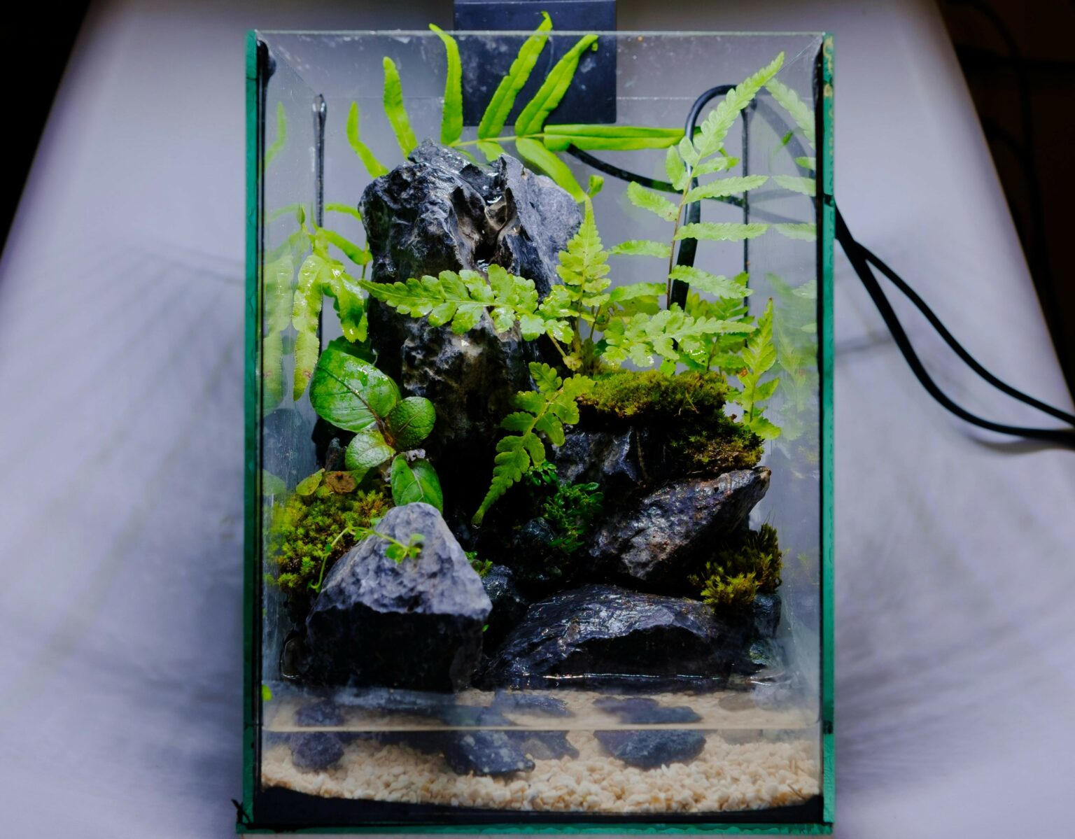Illustration of Heated Aquarium For Goldfish And Plants