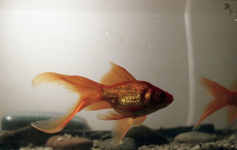 Goldfish Behavior | The Goldfish Tank