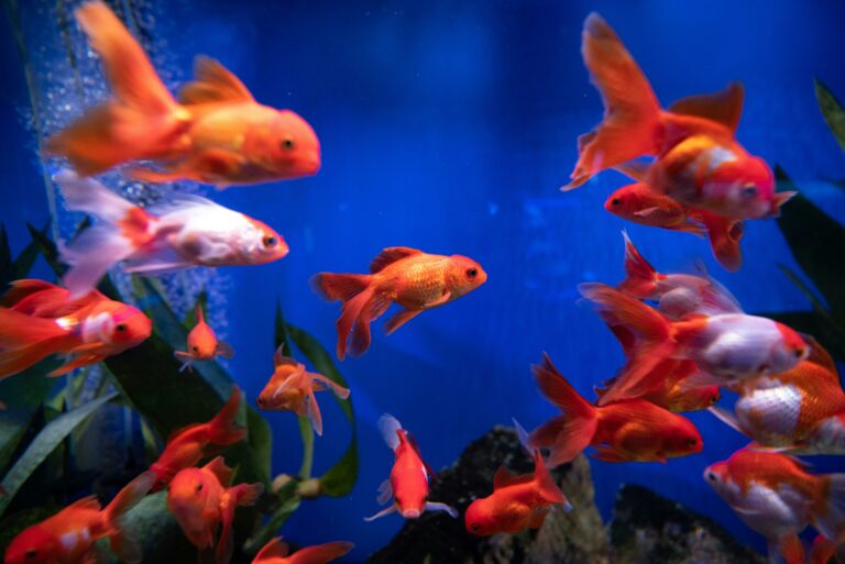 View of Goldfish Behavior | The Goldfish Tank