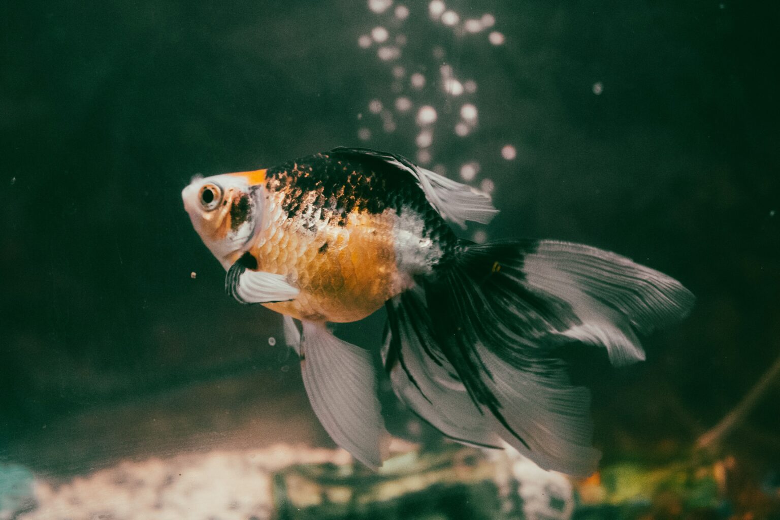 View of How Do Goldfish Breathe | The Goldfish Tank