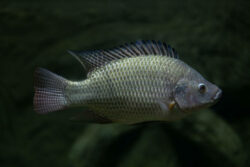 Can You Eat a Goldfish? Shocking Truths You Need to Know