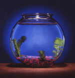 Photo inspiration: Fresh Look at Goldfish And Plants