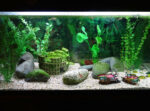 View of Best Soil for Goldfish Plant: Complete Growing Guide