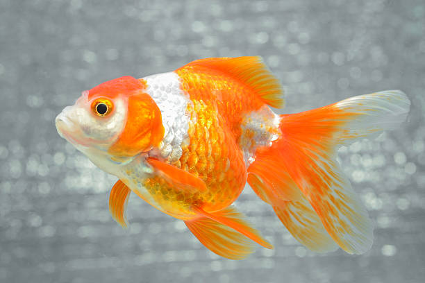 Big Goldfish | The Goldfish Tank