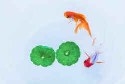 How Big Goldfish Really Get and Why It Matters for Care - Goldfish Care For Large Population Water Tanks