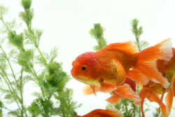 Lush How Long Can A Goldfish Go Without Eating Capture Nature Lush How Long Can A Goldfish Go Without Eating Capture Nature