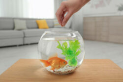 Feeding Goldfish The Goldfish Tank