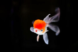 How Long Can Goldfish Live Without Eating The Goldfish Tank