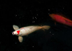 View of Koi Fish Sizes | The Goldfish Tank