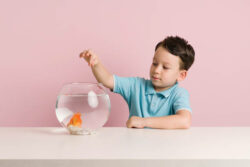 How Long Can Goldfish Live Without Eating The Goldfish Tank