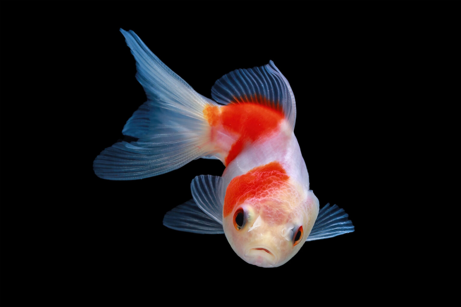 Curated visual reference: Picture Idea: Hammerhead Goldfish