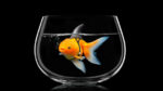 View of Goldfish Tank Size Calculator | The Goldfish Tank