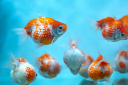 Image showcasing Red Eared Slider Tank Setup | The Goldfish Tank