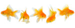 Can You Put 2 Goldfish Together? Avoid This Costly Mistake