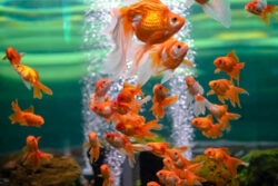 Beautiful view of Cheap Goldfish Tanks For Sale Online