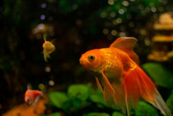 Curated visual reference: Goldfish Aquarium Substrate And Ph Levels Reference: Guppy Ph Levels