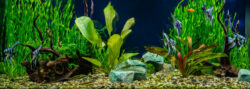 Image showcasing Algae Goldfish Tank | The Goldfish Tank