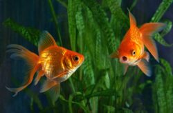 Can Goldfish Eat Honey?