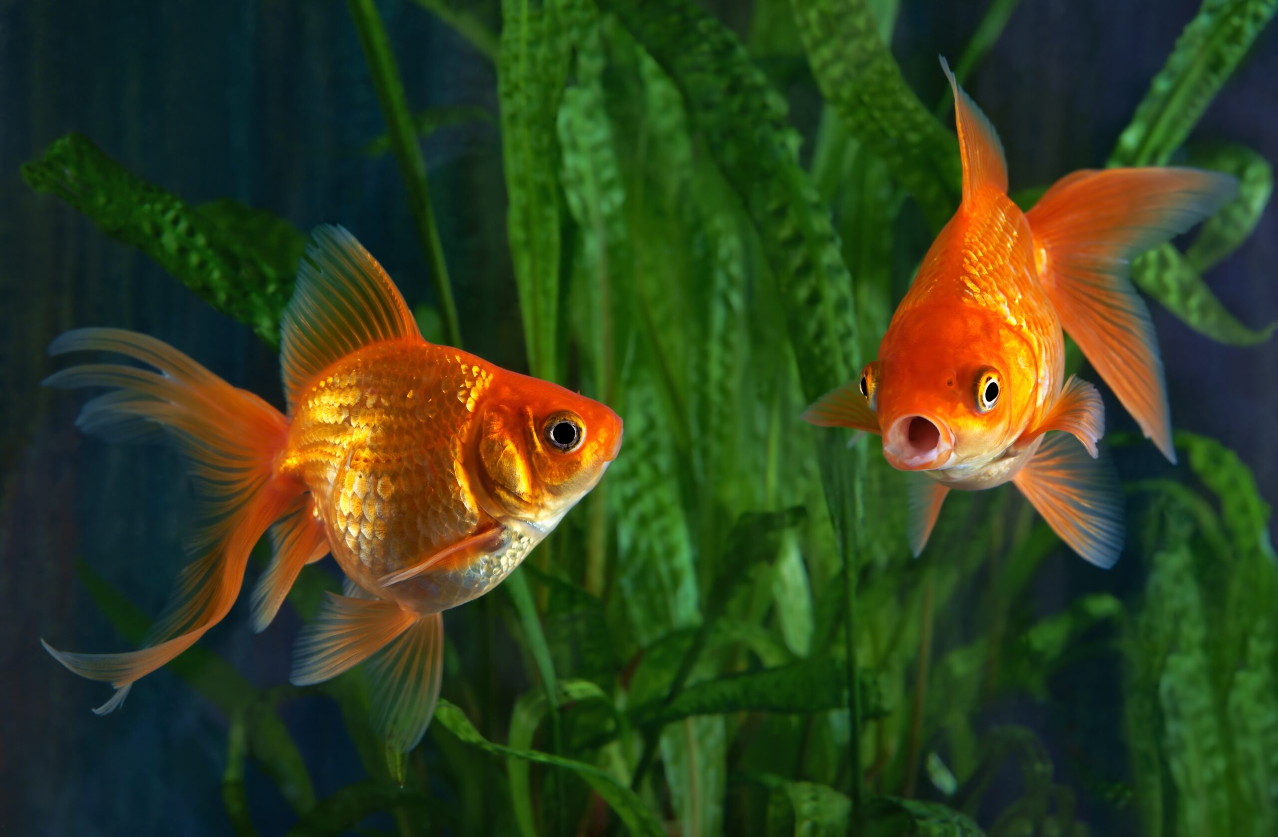 Can Goldfish Eat Honey?