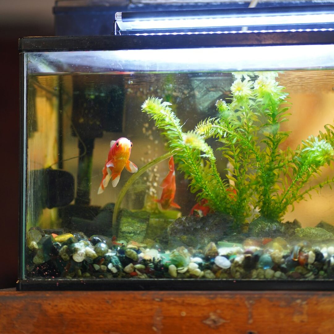 Goldfish Tank Cleaning