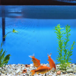 Tank Cleaning Fish With Goldfish