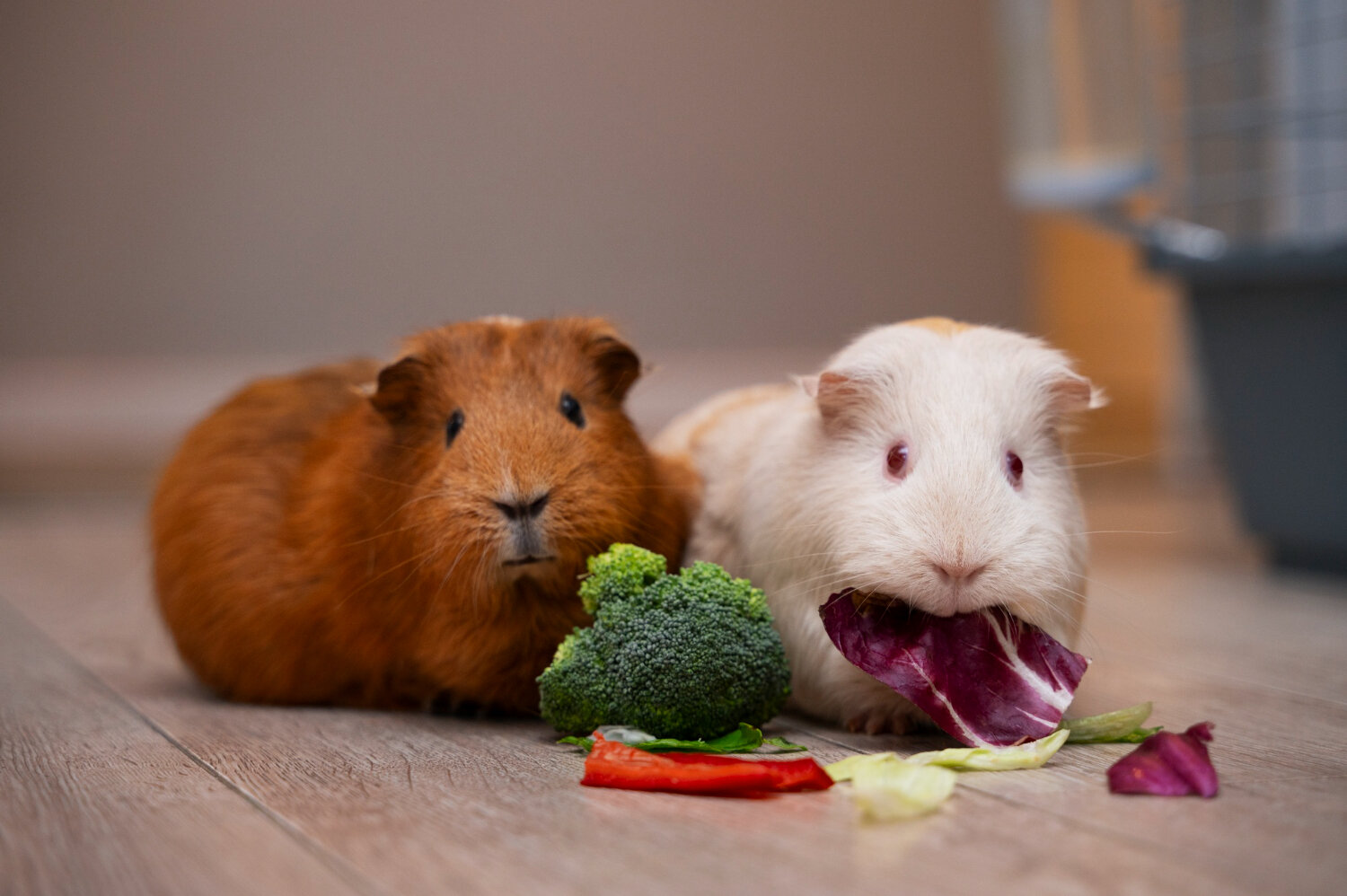 Can Hamsters Eat Goldfish