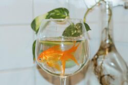 Female Oranda Goldfish: Breeding, Care, and How to Identify Them
