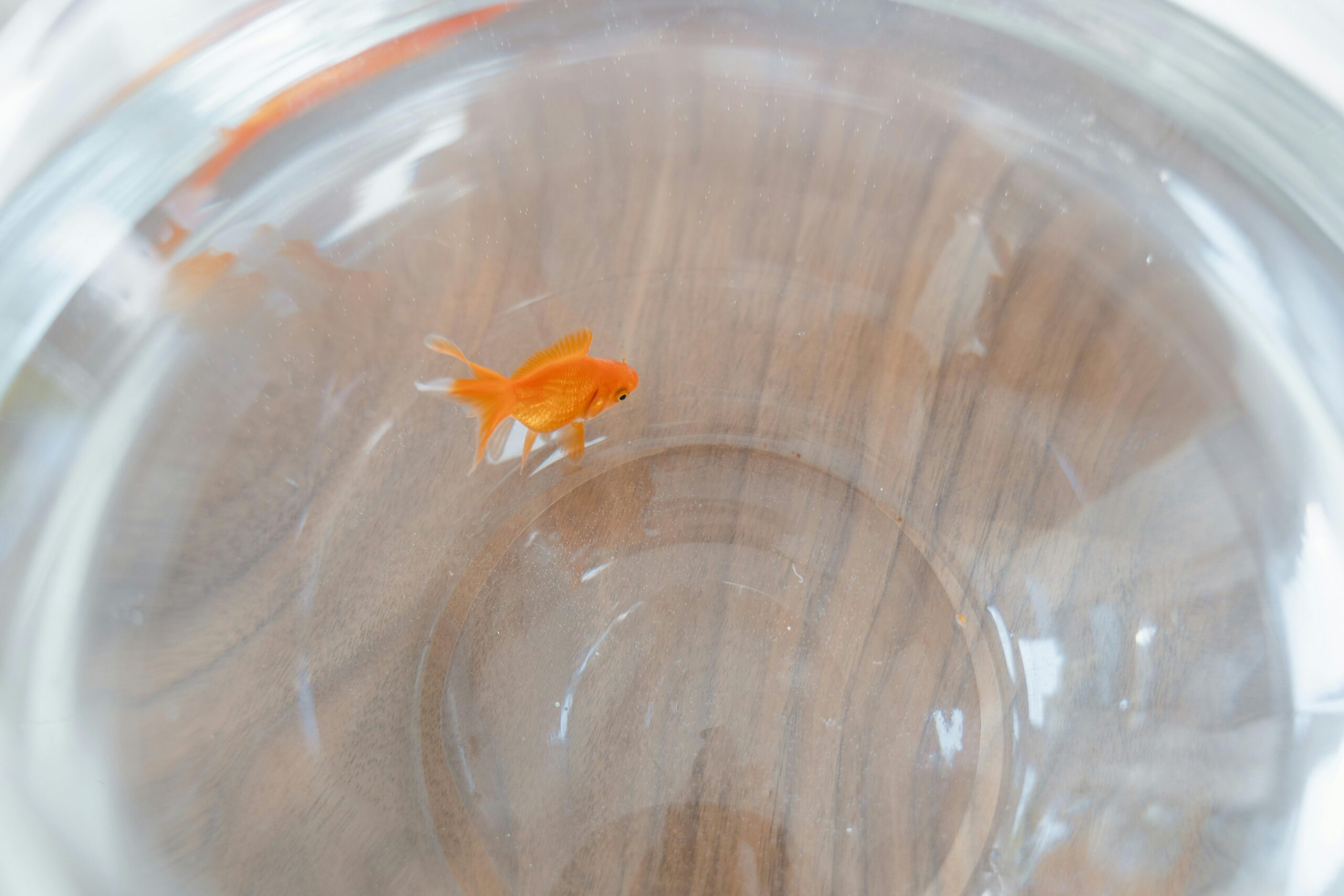 Female Oranda Goldfish: Breeding, Care, and How to Identify Them