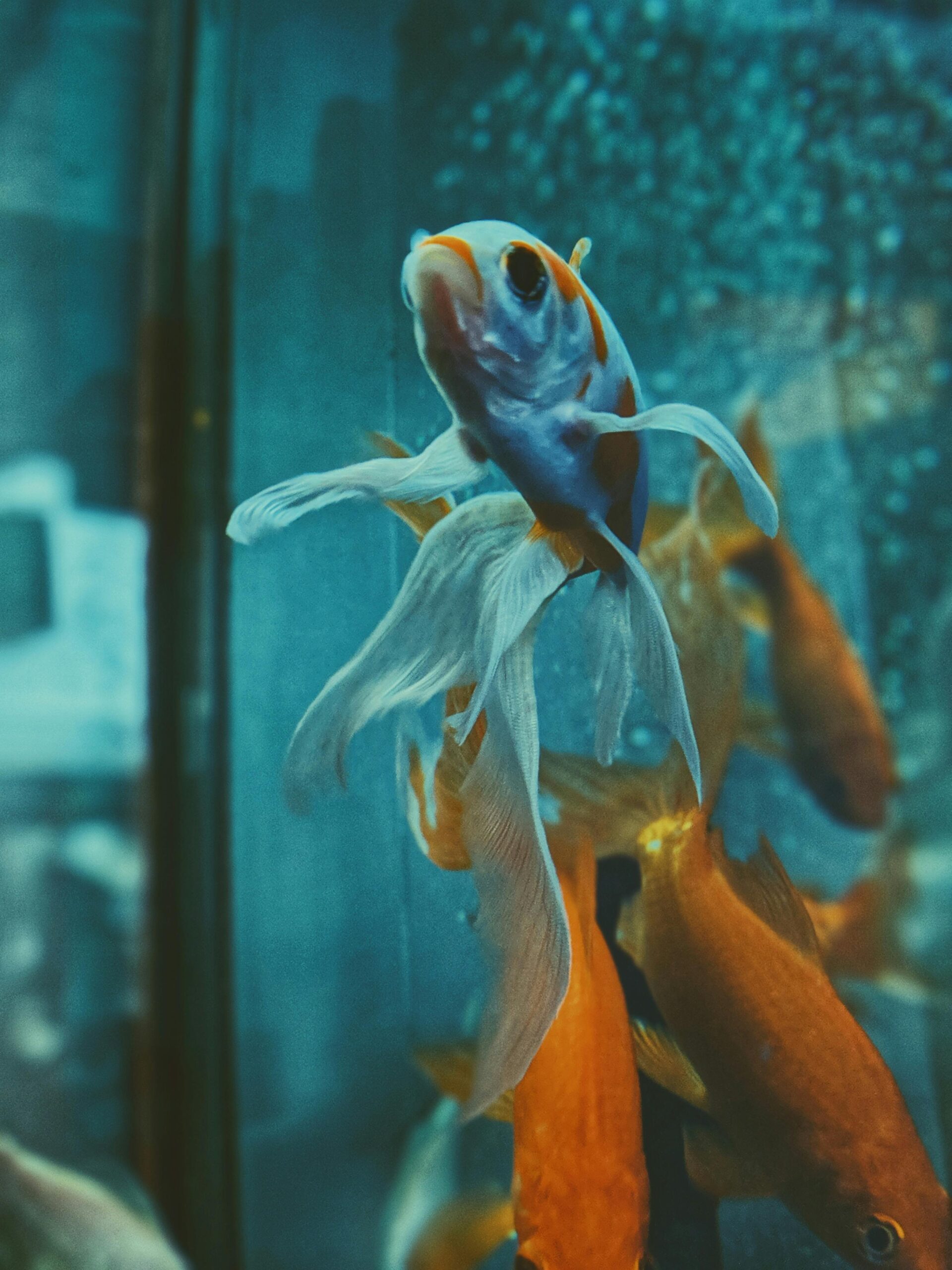 Lionhead Ranchu Goldfish