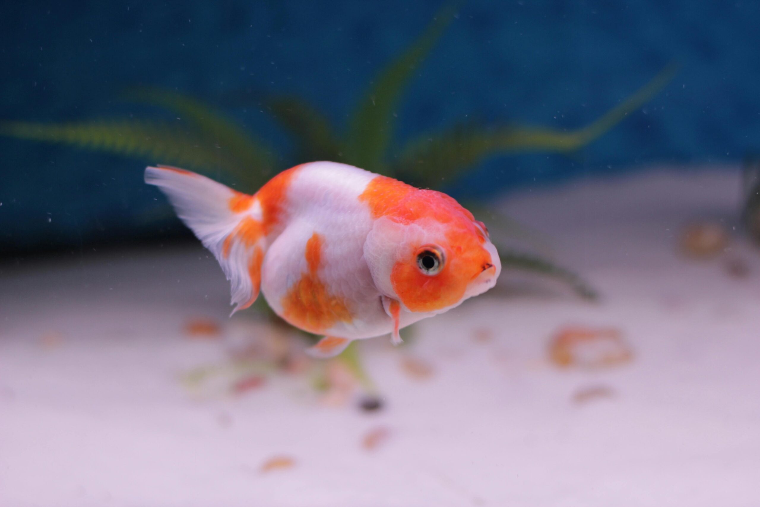 Oranda Ranchu Goldfish