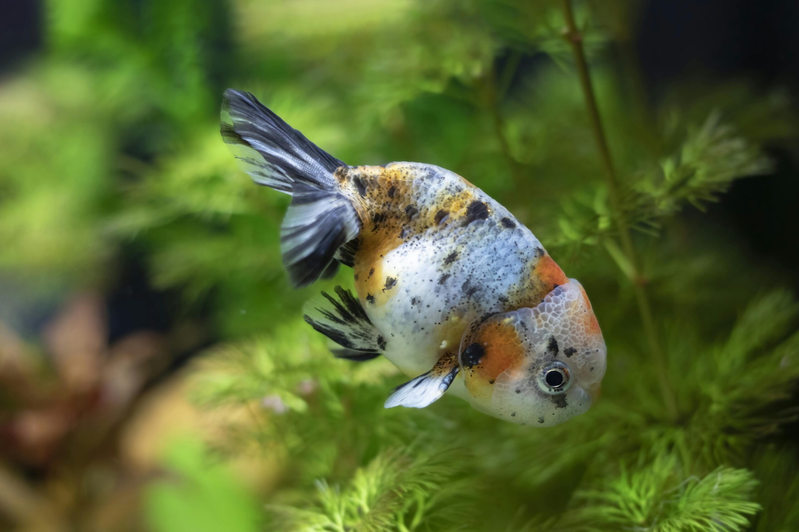 Sapphire Ranchu Goldfish