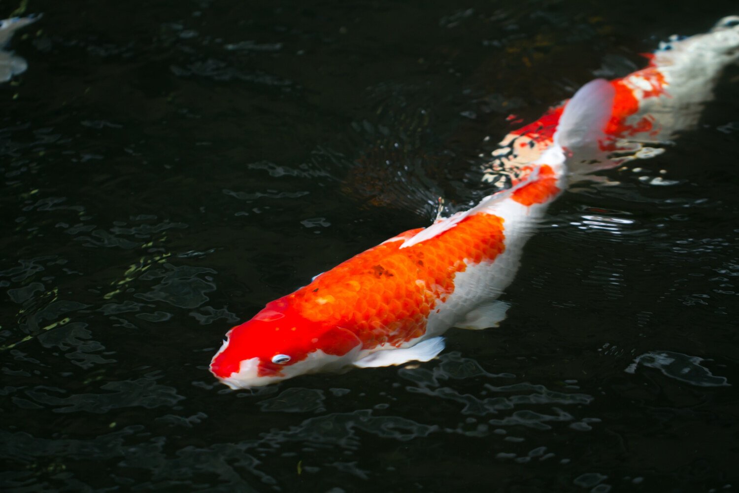 Calico Veiltail Goldfish