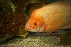 Melafix For Goldfish