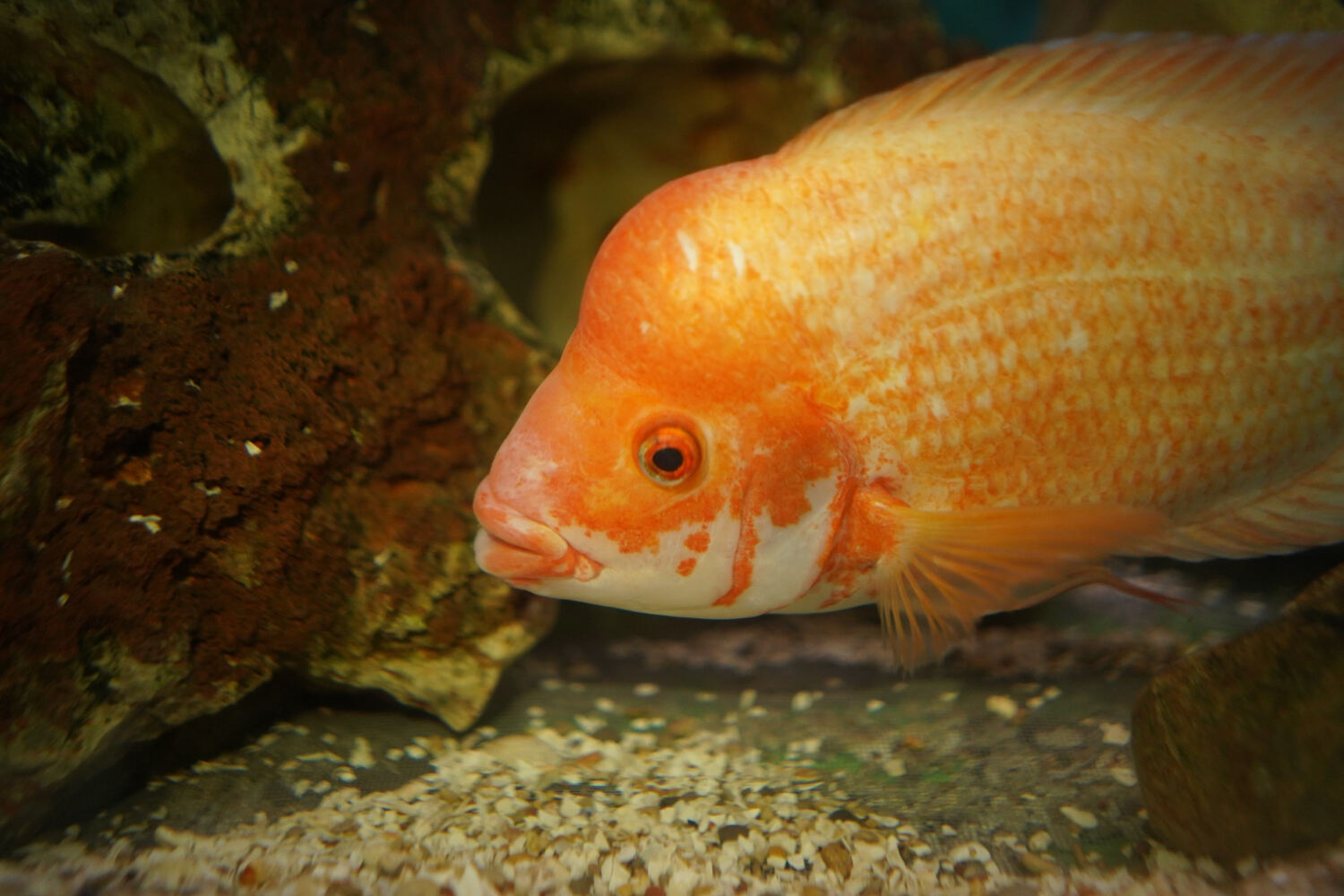 Melafix For Goldfish