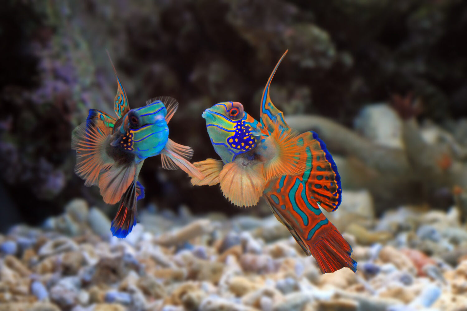 Most Beautiful Fish