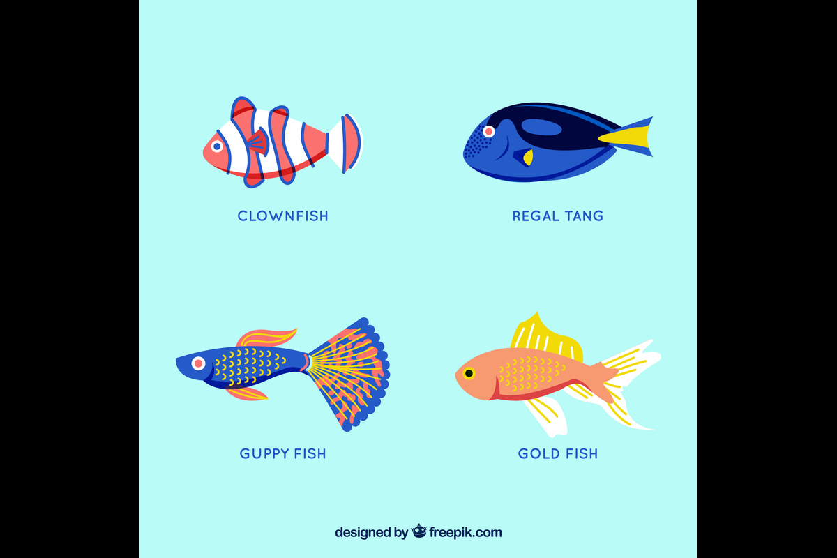 Goldfish Fin