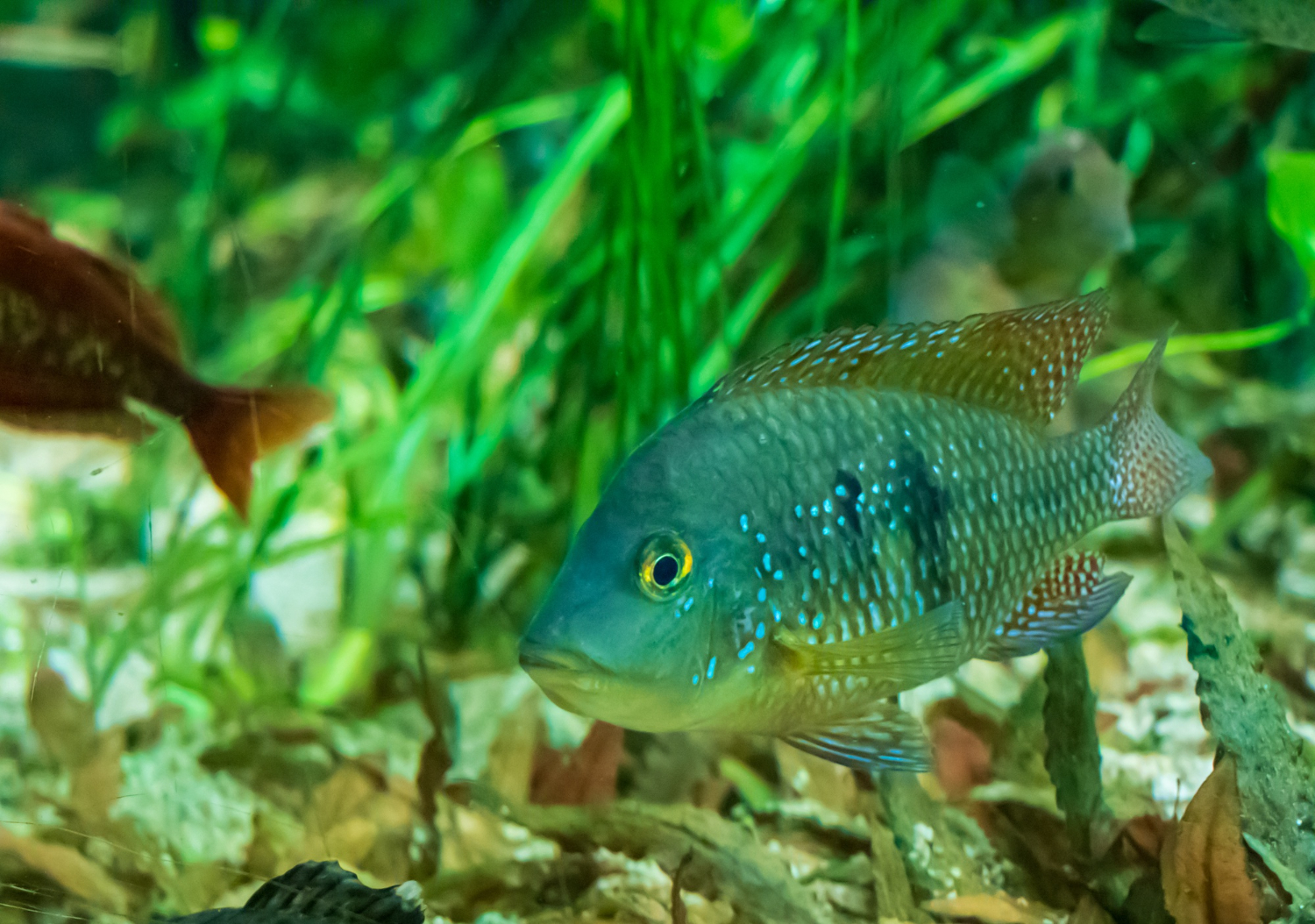 How Do You Fix A Dying Aquarium Plant?