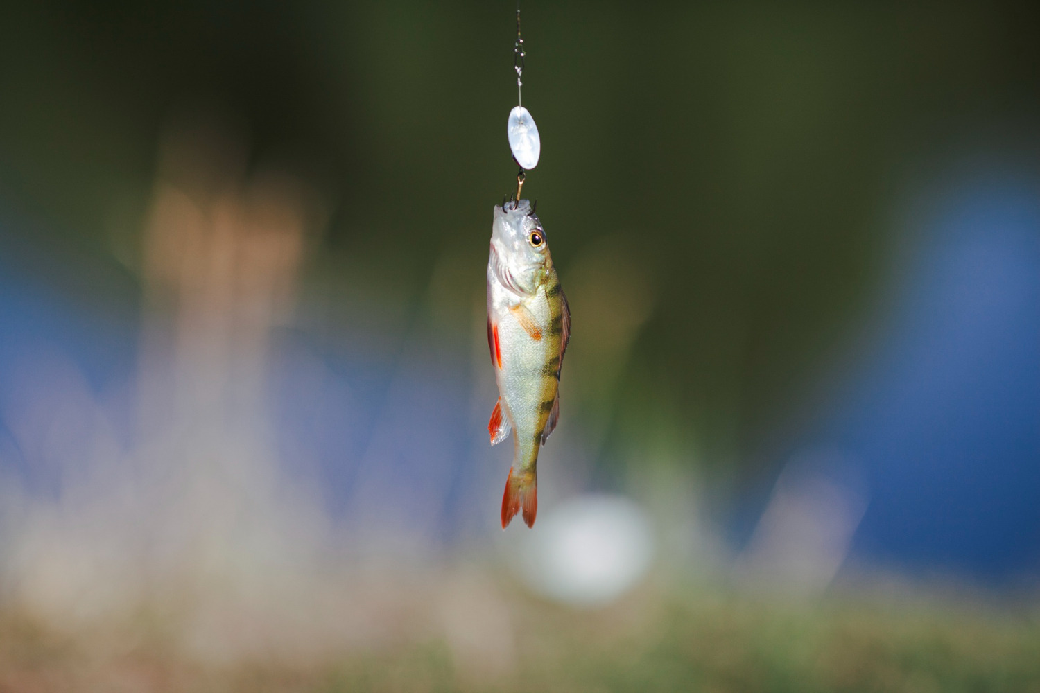 Goldfish Bait