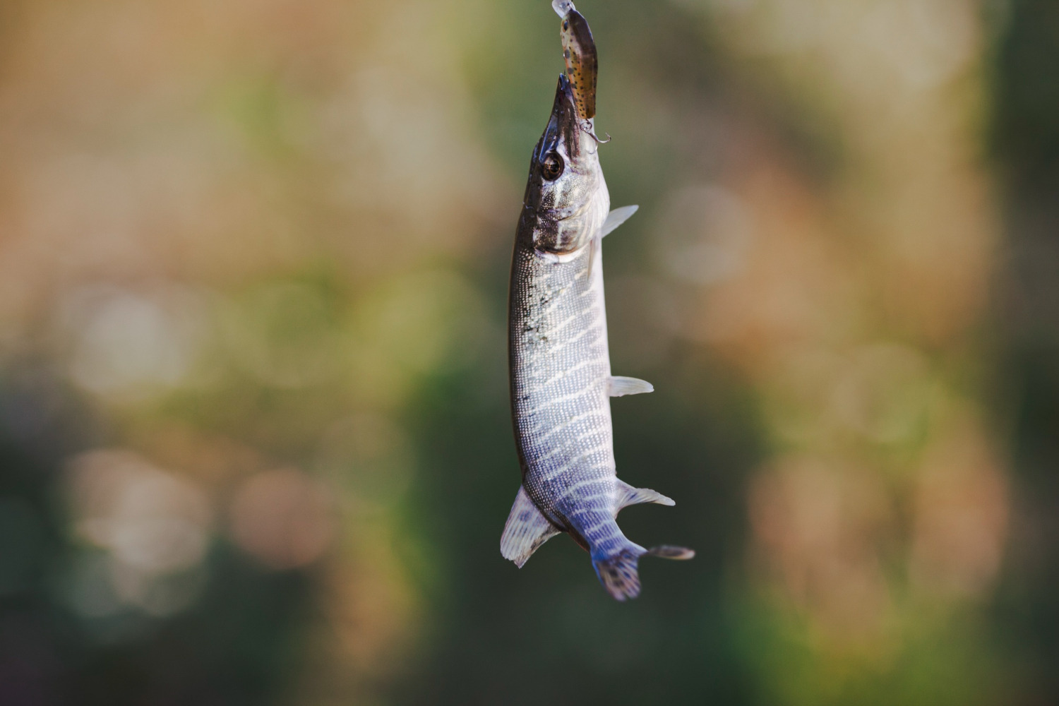 Do Catfish Eat Goldfish