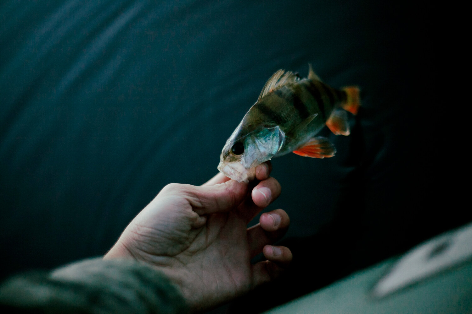 Which antibiotic is used for fish Eye Infection