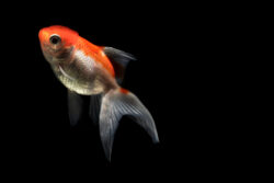 Are Goldfish Vertebrates
