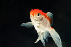 Name Something you Associate with Goldfish