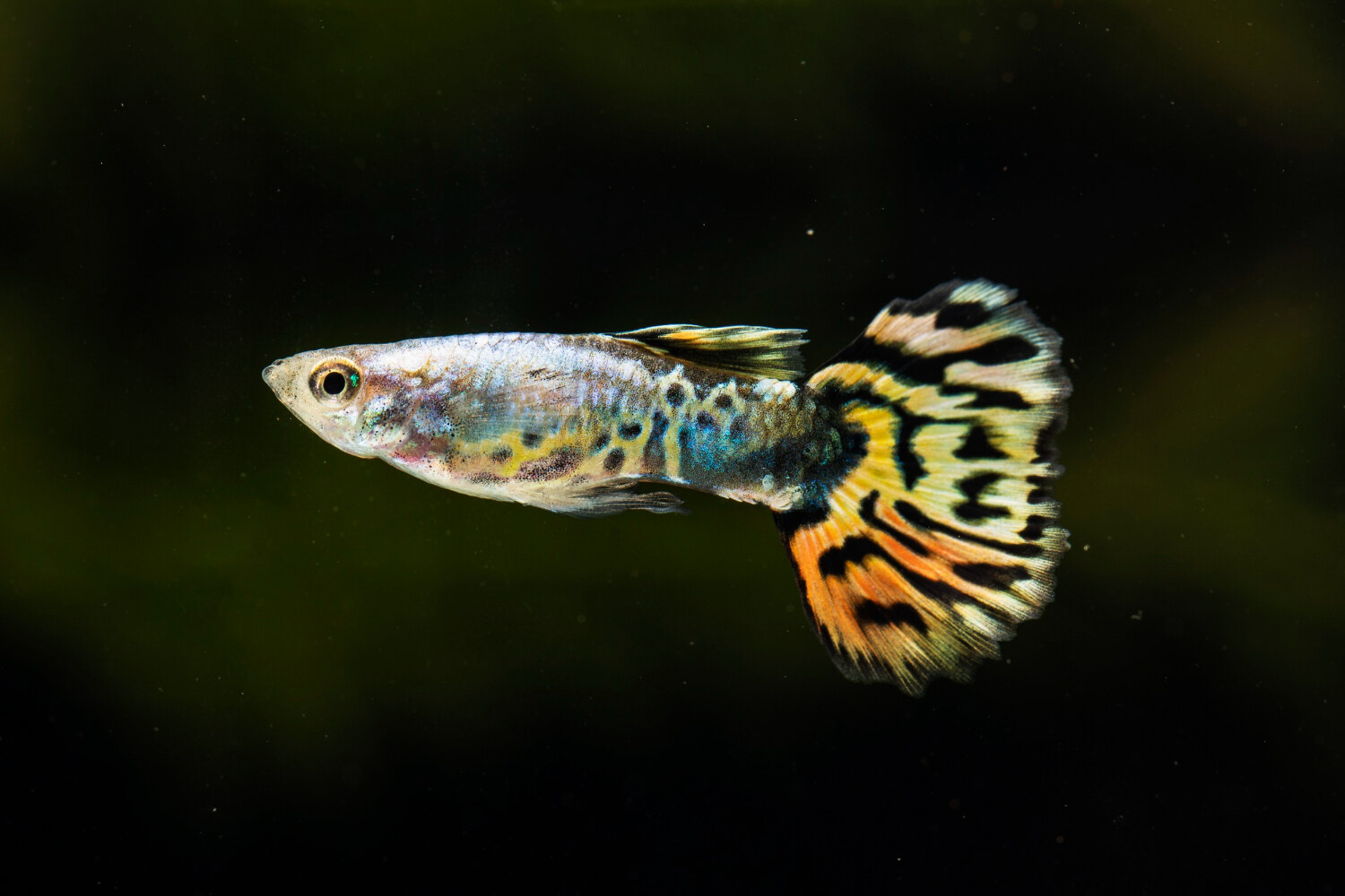 Beautiful Guppy Fish