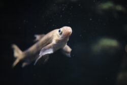 Do Goldfish Like Current