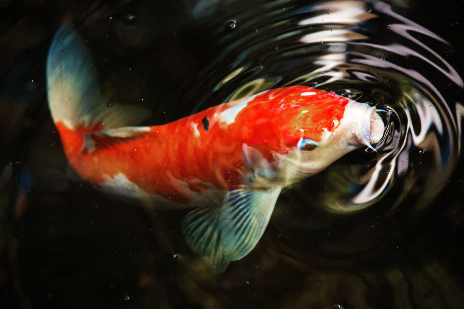 Goldfish Clamped Fins