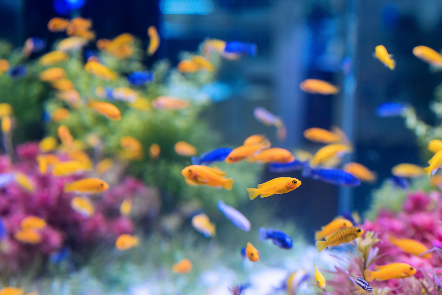 Oxygen Plants for Goldfish