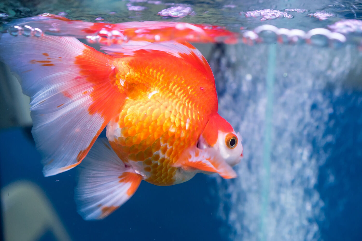 Ugly Goldfish