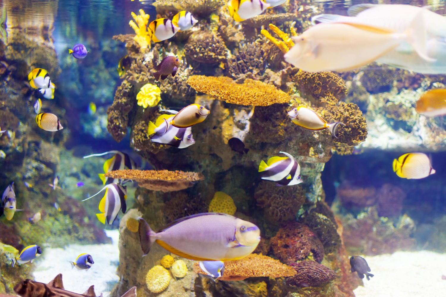 Best Plants for Aquarium