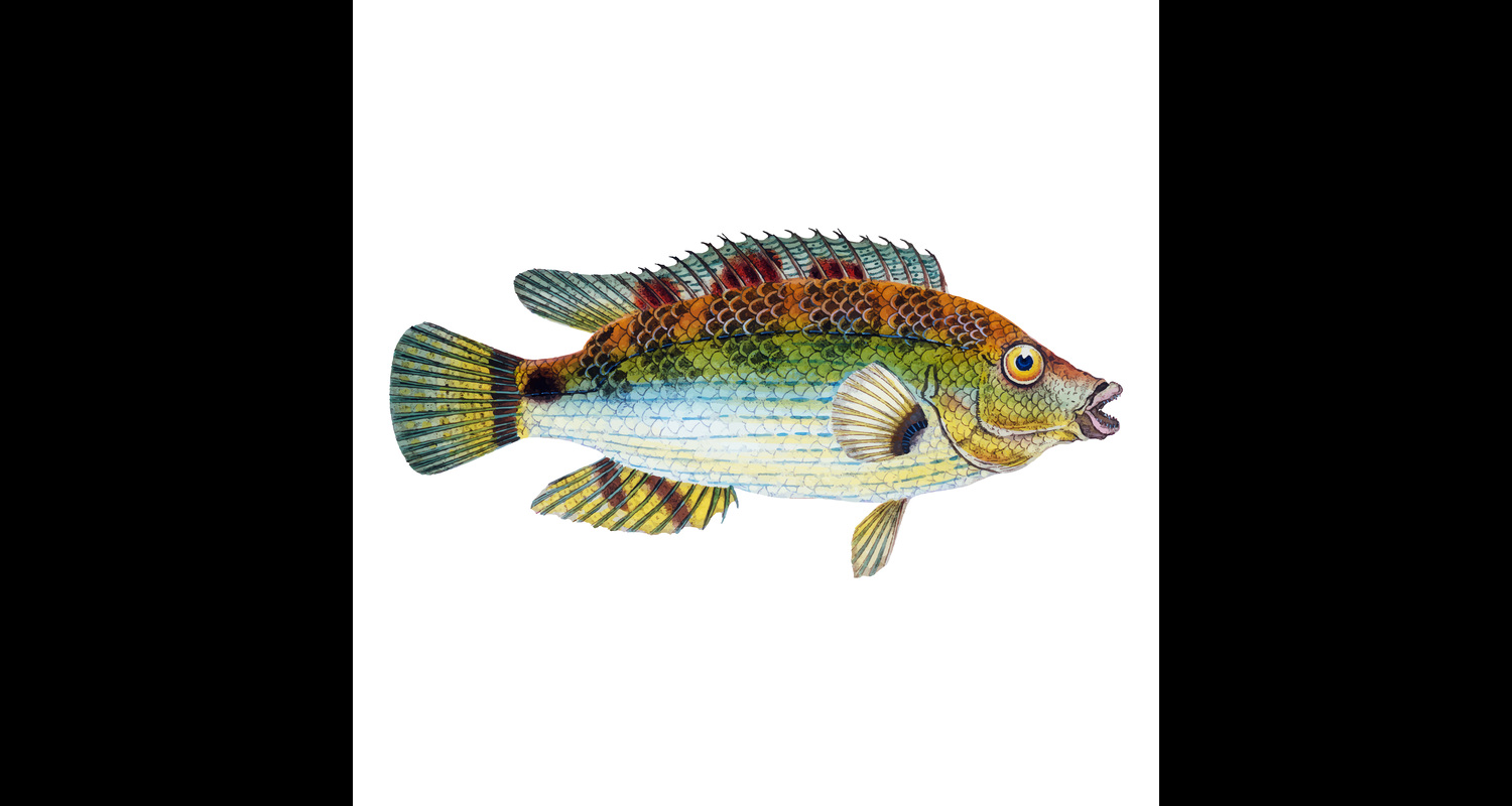Will Bluegill Eat Goldfish
